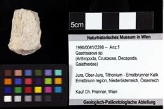 Foto (Objket + Etiketten) von Gastrosacus sp. 